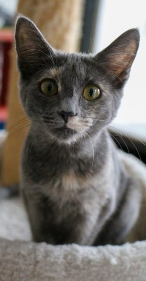cat adoption